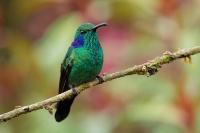 Kolibrik - Colibri cyanotus - Lesser Violetear o0725